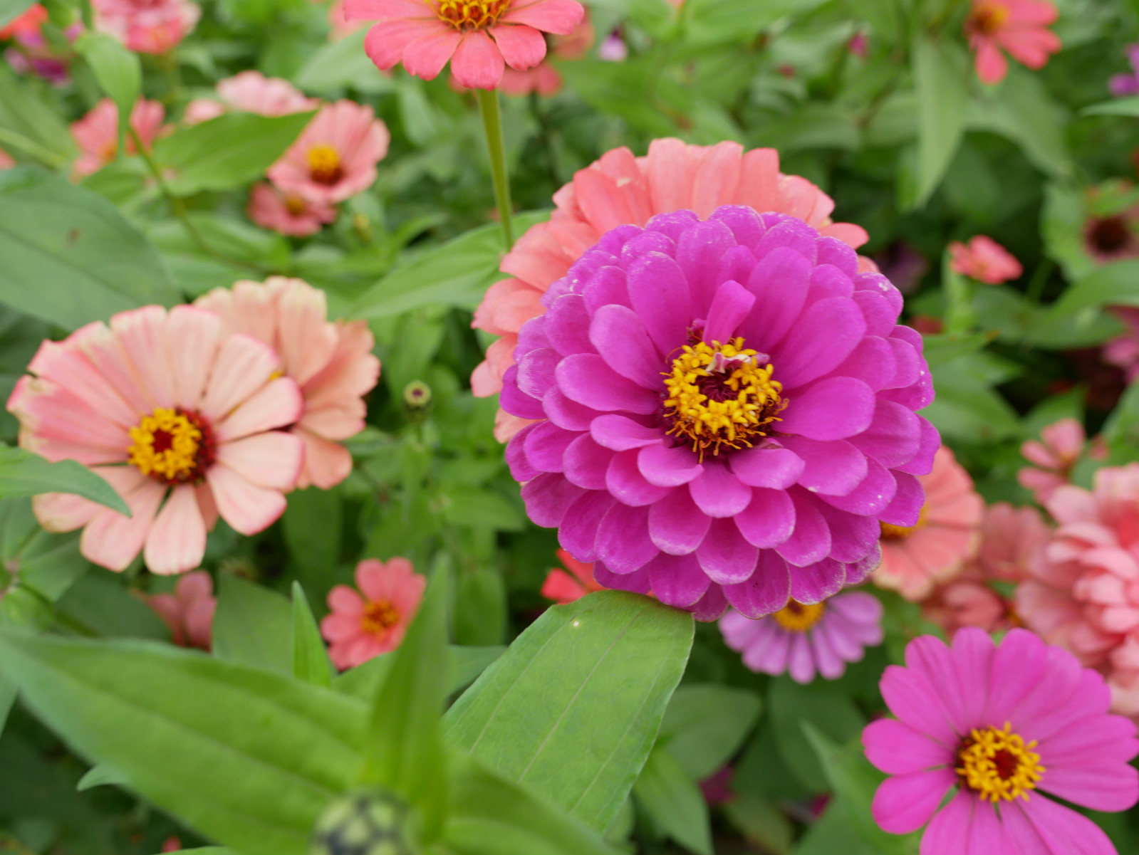 ����� | �ٷ���վ